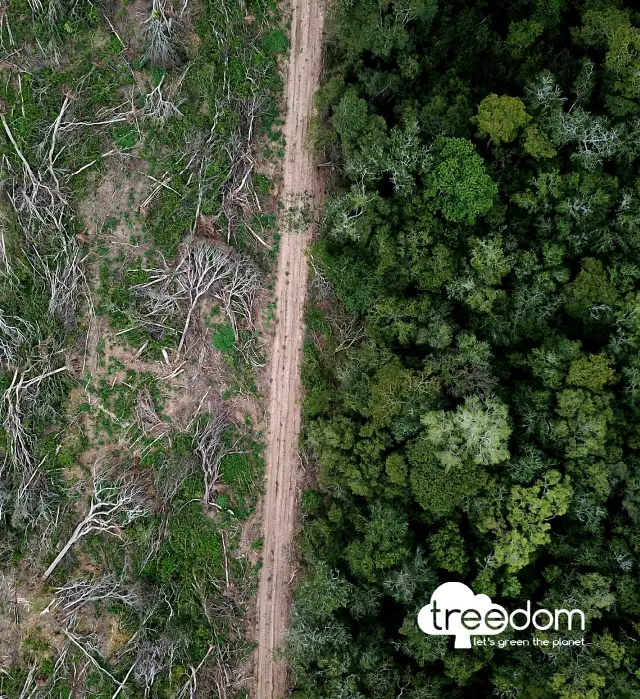 Treedom, immagine di alberi